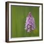 Pyramidal Orchid {Anacamptis Pyramidalis} Pollino National Park, Basilicata, Italy, May 2009-Müller-Framed Photographic Print