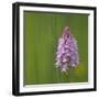 Pyramidal Orchid {Anacamptis Pyramidalis} Pollino National Park, Basilicata, Italy, May 2009-Müller-Framed Photographic Print