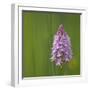 Pyramidal Orchid {Anacamptis Pyramidalis} Pollino National Park, Basilicata, Italy, May 2009-Müller-Framed Photographic Print