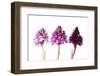 Pyramidal Orchid colour varieties, Italy-MYN / Paul Harcourt Davies-Framed Photographic Print