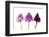 Pyramidal Orchid colour varieties, Italy-MYN / Paul Harcourt Davies-Framed Photographic Print