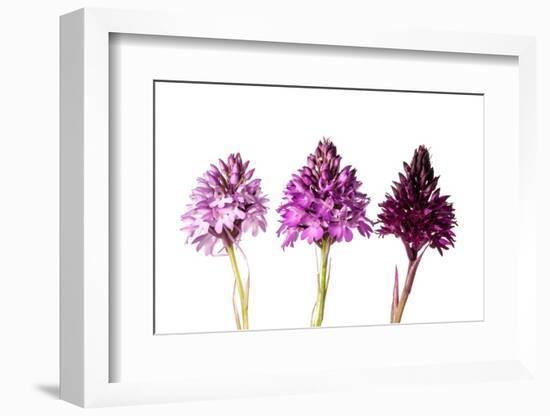 Pyramidal Orchid colour varieties, Italy-MYN / Paul Harcourt Davies-Framed Photographic Print