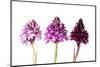 Pyramidal Orchid colour varieties, Italy-MYN / Paul Harcourt Davies-Mounted Photographic Print