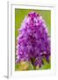 Pyramidal orchid flower, UK-Steve Nicholls-Framed Photographic Print