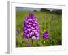 Pyramidal Orchid Growing on Chalk Downland-null-Framed Photographic Print