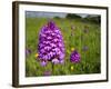 Pyramidal Orchid Growing on Chalk Downland-null-Framed Photographic Print