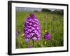 Pyramidal Orchid Growing on Chalk Downland-null-Framed Photographic Print