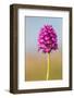 Pyramidal Orchid, Peak District National Park, UK-Alex Hyde-Framed Photographic Print