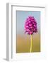 Pyramidal Orchid, Peak District National Park, UK-Alex Hyde-Framed Photographic Print