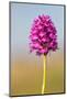 Pyramidal Orchid, Peak District National Park, UK-Alex Hyde-Mounted Photographic Print