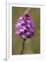 Pyramiden-Hundswurz, Anacamptis pyramidalis, also Pyramidenorchis, Spitzorchis, Kammstendel or Pyra-Dietmar Najak-Framed Photographic Print