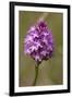 Pyramiden-Hundswurz, Anacamptis pyramidalis, also Pyramidenorchis, Spitzorchis, Kammstendel or Pyra-Dietmar Najak-Framed Photographic Print