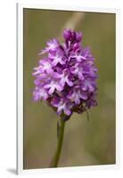 Pyramiden-Hundswurz, Anacamptis pyramidalis, also Pyramidenorchis, Spitzorchis, Kammstendel or Pyra-Dietmar Najak-Framed Photographic Print