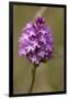 Pyramiden-Hundswurz, Anacamptis pyramidalis, also Pyramidenorchis, Spitzorchis, Kammstendel or Pyra-Dietmar Najak-Framed Photographic Print