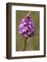 Pyramiden-Hundswurz, Anacamptis pyramidalis, also Pyramidenorchis, Spitzorchis, Kammstendel or Pyra-Dietmar Najak-Framed Photographic Print