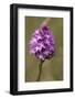 Pyramiden-Hundswurz, Anacamptis pyramidalis, also Pyramidenorchis, Spitzorchis, Kammstendel or Pyra-Dietmar Najak-Framed Photographic Print