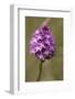 Pyramiden-Hundswurz, Anacamptis pyramidalis, also Pyramidenorchis, Spitzorchis, Kammstendel or Pyra-Dietmar Najak-Framed Photographic Print