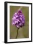 Pyramiden-Hundswurz, Anacamptis pyramidalis, also Pyramidenorchis, Spitzorchis, Kammstendel or Pyra-Dietmar Najak-Framed Photographic Print