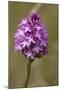 Pyramiden-Hundswurz, Anacamptis pyramidalis, also Pyramidenorchis, Spitzorchis, Kammstendel or Pyra-Dietmar Najak-Mounted Premium Photographic Print