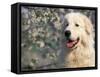 Pyrenean Mountain Dog Portrait-Adriano Bacchella-Framed Stretched Canvas