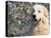 Pyrenean Mountain Dog Portrait-Adriano Bacchella-Stretched Canvas