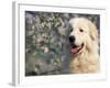 Pyrenean Mountain Dog Portrait-Adriano Bacchella-Framed Photographic Print
