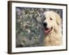 Pyrenean Mountain Dog Portrait-Adriano Bacchella-Framed Photographic Print