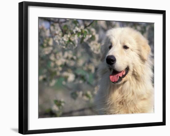 Pyrenean Mountain Dog Portrait-Adriano Bacchella-Framed Photographic Print