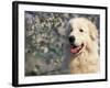 Pyrenean Mountain Dog Portrait-Adriano Bacchella-Framed Photographic Print