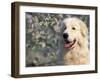 Pyrenean Mountain Dog Portrait-Adriano Bacchella-Framed Photographic Print