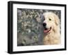 Pyrenean Mountain Dog Portrait-Adriano Bacchella-Framed Photographic Print