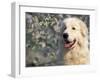 Pyrenean Mountain Dog Portrait-Adriano Bacchella-Framed Photographic Print