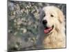 Pyrenean Mountain Dog Portrait-Adriano Bacchella-Mounted Photographic Print