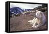 Pyrenean Mountain Dog Protecting Sheep-null-Framed Stretched Canvas