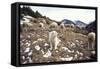 Pyrenean Mountain Dog Protecting Sheep-null-Framed Stretched Canvas