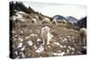 Pyrenean Mountain Dog Protecting Sheep-null-Stretched Canvas