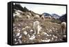 Pyrenean Mountain Dog Protecting Sheep-null-Framed Stretched Canvas