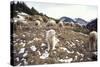 Pyrenean Mountain Dog Protecting Sheep-null-Stretched Canvas