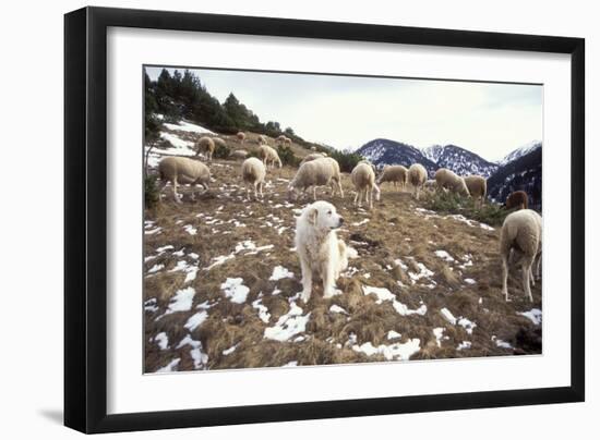 Pyrenean Mountain Dog Protecting Sheep-null-Framed Premium Photographic Print