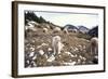 Pyrenean Mountain Dog Protecting Sheep-null-Framed Photographic Print