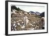 Pyrenean Mountain Dog Protecting Sheep-null-Framed Photographic Print