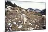 Pyrenean Mountain Dog Protecting Sheep-null-Mounted Photographic Print
