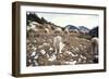 Pyrenean Mountain Dog Protecting Sheep-null-Framed Photographic Print