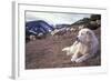 Pyrenean Mountain Dog Protecting Sheep-null-Framed Photographic Print