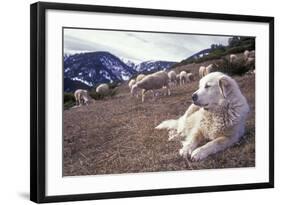 Pyrenean Mountain Dog Protecting Sheep-null-Framed Photographic Print