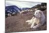 Pyrenean Mountain Dog Protecting Sheep-null-Mounted Photographic Print