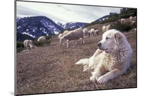 Pyrenean Mountain Dog Protecting Sheep-null-Mounted Photographic Print