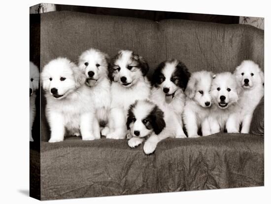 Pyrenean Mountain Dog Puppies, January 1986-null-Stretched Canvas