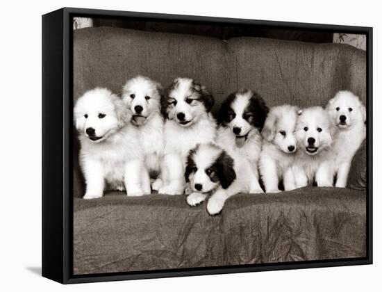 Pyrenean Mountain Dog Puppies, January 1986-null-Framed Stretched Canvas