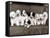 Pyrenean Mountain Dog Puppies, January 1986-null-Framed Stretched Canvas